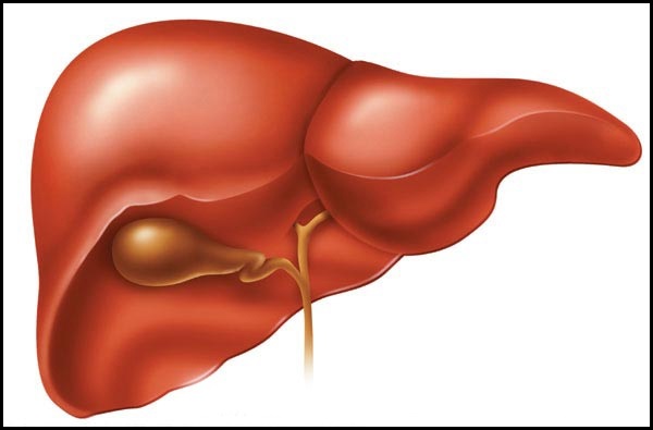 Интересные факты о печени человека