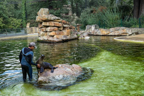 Зоопарк Берлина, Zoo Berlin, представление, морской котик, дрессировщик, человек и животное