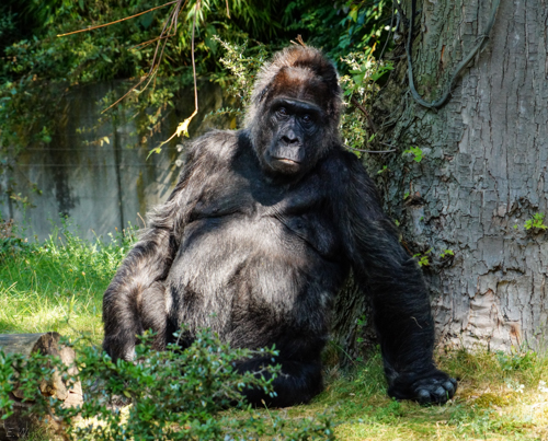 Зоопарк Берлина, Zoo Berlin, горилла, обезьяна, модель, задумчивость