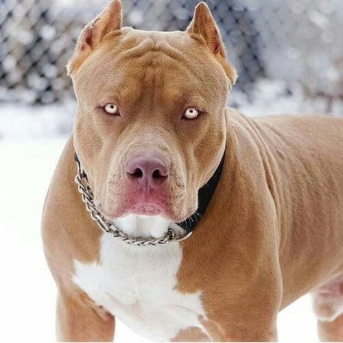 Самые опасные собаки в мире 5 место: Pit Bulls (Пит буль)