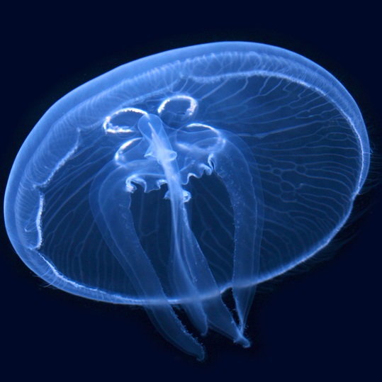 Медуза которая живет вечно. Turritopsis Nutricula