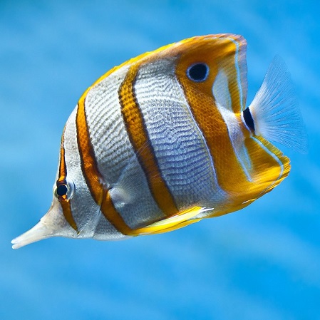 Удивительные факты о животных планеты. Рыбы
