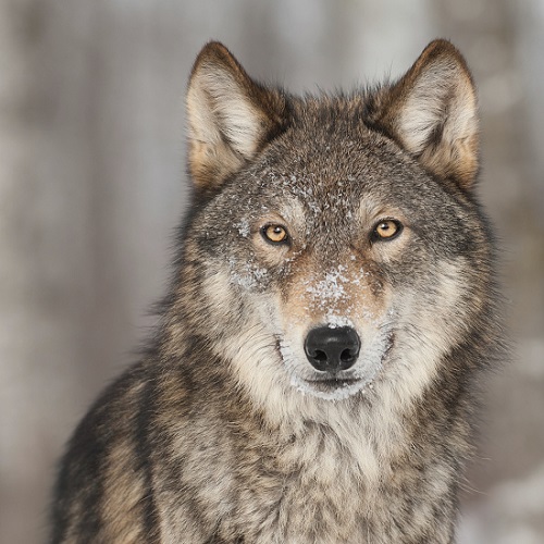 Удивительные факты о животных планеты. Волки