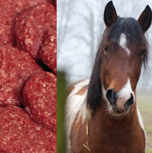 Конина, мясо лошади, запрещенный продукт