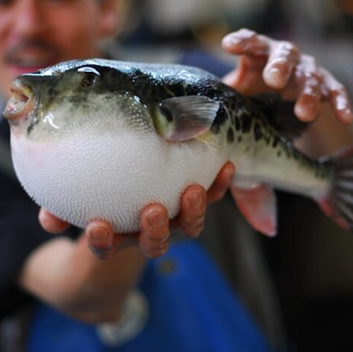 Рыба Фугу, ядовитая рыба, запрещенный продукт