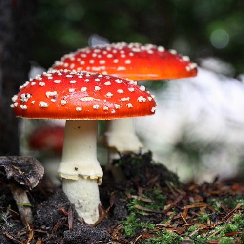 Ядовитые грибы Подмосковья