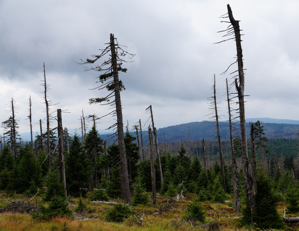 Гора Брокен, Гарц, Германия, лес в горах, горный лес