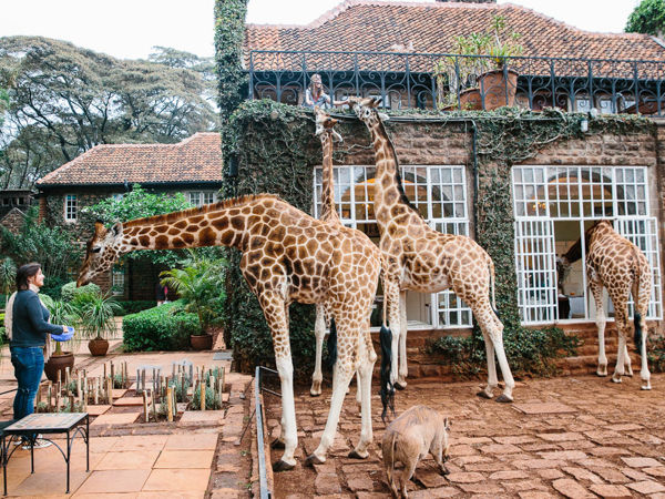 Необычные отели мира. Giraffe Manor Hotel, Кения