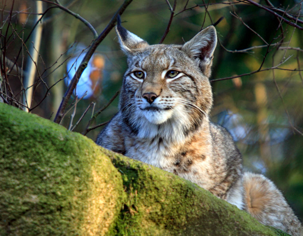 Рысь, дикая кошка, национальный парк Гарц