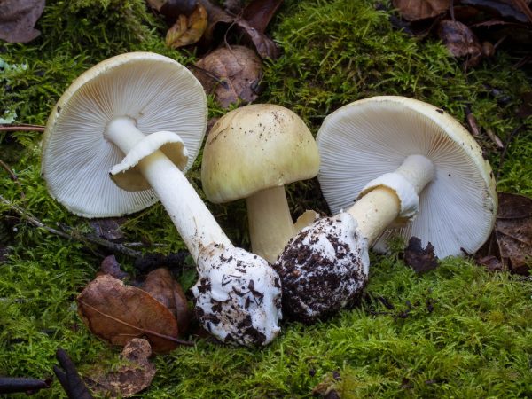Ядовитые грибы Подмосковья. Бледная поганка