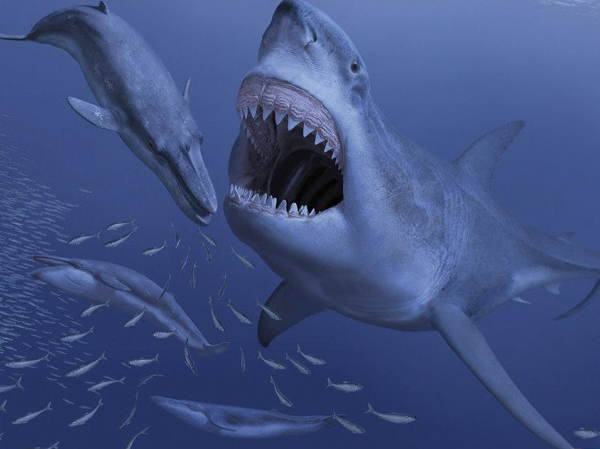 Мегалодон — самая гигантская вымершая акула 