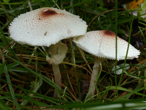 Ядовитые грибы Подмосковья. Лепиота гребенчатая