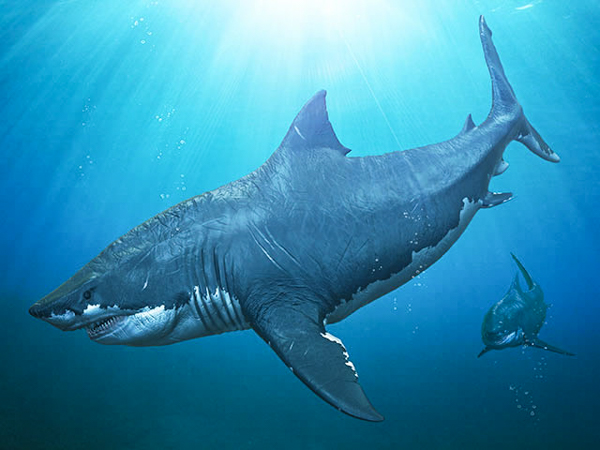 Мегалодон — самая гигантская вымершая акула 