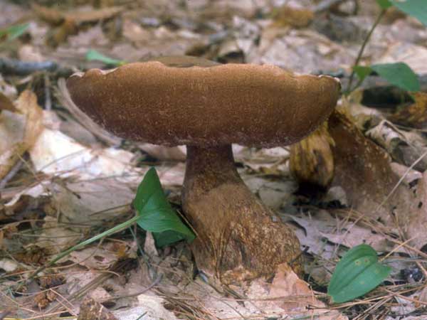 Ядовитые грибы Подмосковья. Желчный гриб