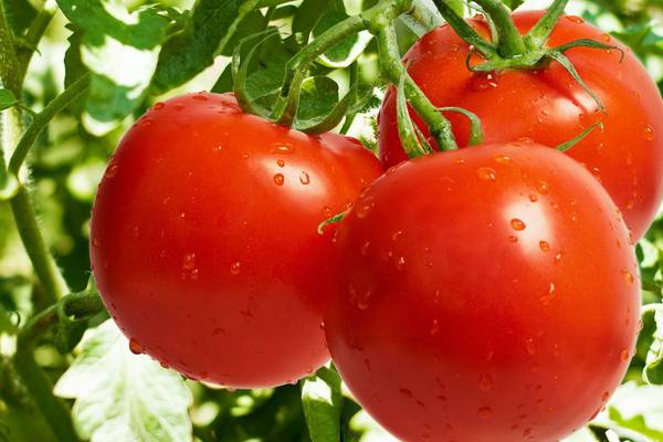 Польза и вред помидоров. Фрукт или овощ