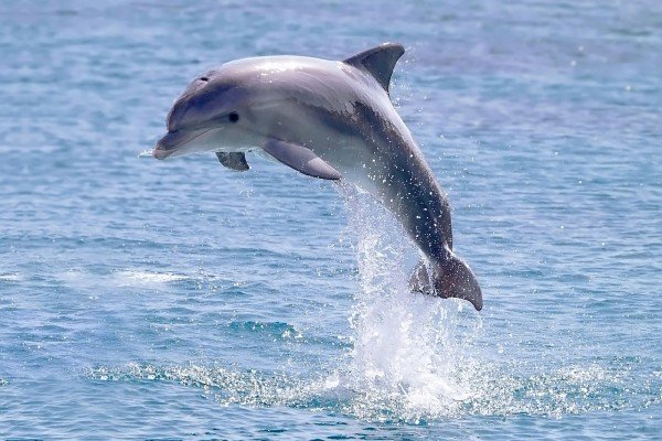 Дельфины в океане. Афалины