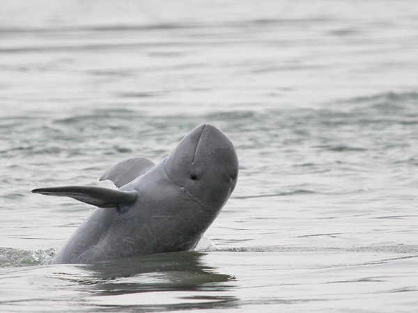 Дельфины в океане. Иравадийские дельфины