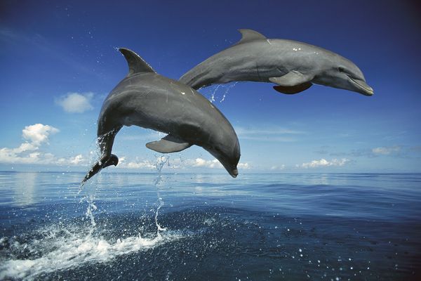 Дельфины в океане. Афалины