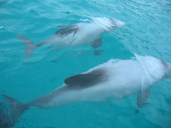 Дельфины в океане. Дельфины Гектора