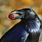 Интересные факты о воронах. Отбросим прочь суеверия!